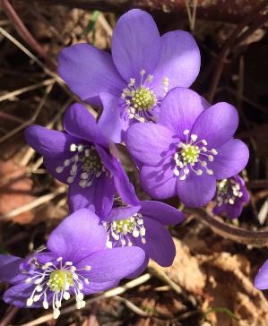 Artikkelbilde til artikkelen Referat fra Årsmøtet 2025